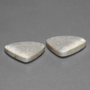 21.39 ctw Multicolor Fossil Coral Stones, Natural Fossil Coral in Trillion Cabochon Shape for Sale