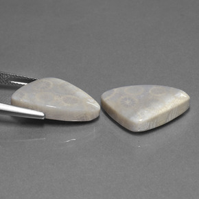 Fossil Coral Gemstones in 20.9 x 13.3 mm Size for Sale, Fossil Coral Stones in Multicolor Color