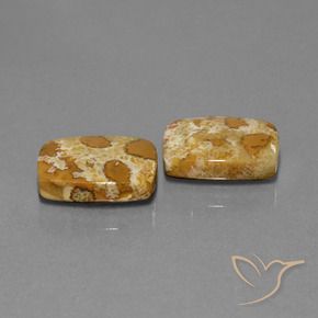19.08 ctw Multicolor Fossil Coral Stones, Natural Fossil Coral in Cushion Cabochon Shape for Sale