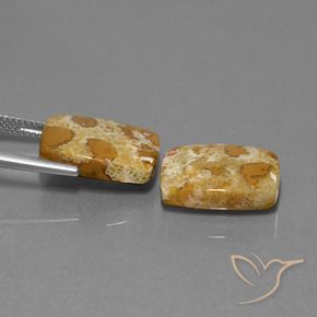 Fossil Coral Gemstones in 16.3 x 12.5 mm Size for Sale, Fossil Coral Stones in Multicolor Color
