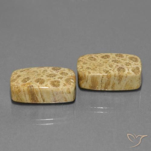 28.81 ctw Multicolor Fossil Coral Stones, Natural Fossil Coral in Cushion Cabochon Shape for Sale