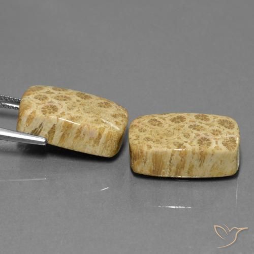 Fossil Coral Gemstones in 18.8 x 11.7 mm Size for Sale, Fossil Coral Stones in Multicolor Color