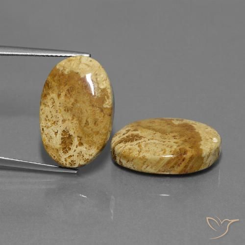 25.37 ct Oval Fossil Coral, 20.7 x 13.2 mm From Indonesia, Photo A