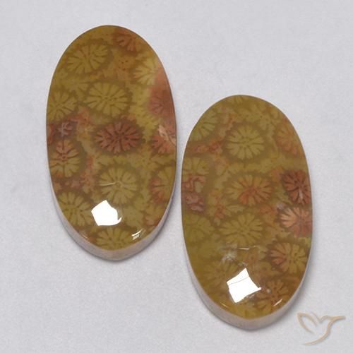Multicolor Fossil Coral Gem - 11.5ct Oval Cabochon (ID: 450082)