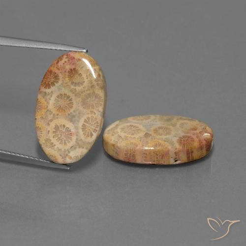 19.28 ct Oval Fossil Coral, 19.7 x 11.9 mm From Indonesia, Photo A