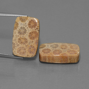 29.70 ct Multicolor Fossil Coral Gemstone, Fossil Coral Gem in Cushion Cabochon Shape for Sale.