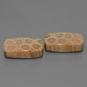 29.70 ct Multicolor Fossil Coral Stone, Natural Fossil Coral in Cushion Cabochon Shape for Sale