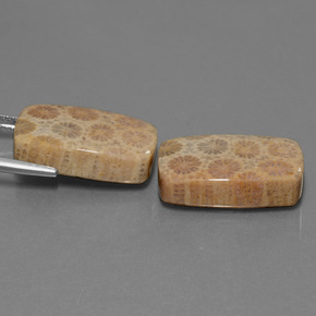 Fossil Coral Gemstone in 19.8 x 12.6 mm Size for Sale, Fossil Coral Stone in Multicolor Color