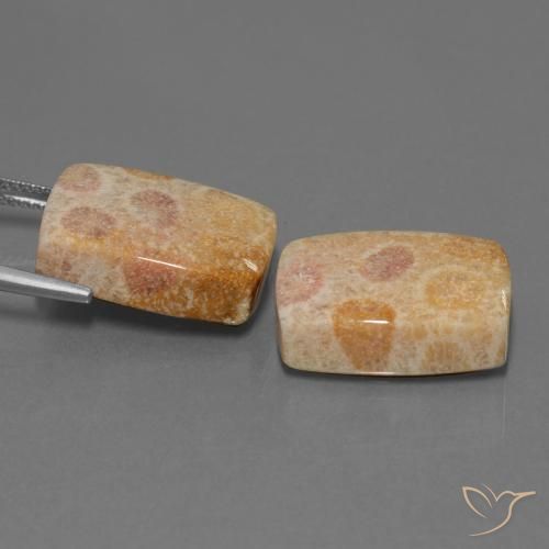 Fossil Coral Gemstones in 18.6 x 14.3 mm Size for Sale, Fossil Coral Stones in Multicolor Color