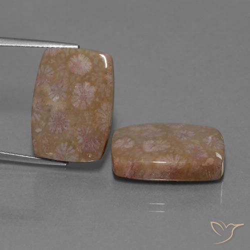 27.24 ct Cushion Fossil Coral, 19.6 x 13.8 mm From Indonesia, Photo A