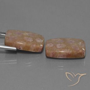 Fossil Coral Gemstones in 19.6 x 13.8 mm Size for Sale, Fossil Coral Stones in Multicolor Color
