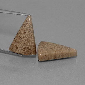 22.26 ct Multicolor Fossil Coral Gemstone, Fossil Coral Gem in Trillion Cabochon Shape for Sale.