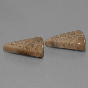 22.26 ct Multicolor Fossil Coral Stone, Natural Fossil Coral in Trillion Cabochon Shape for Sale