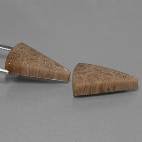 Fossil Coral Gemstone in 21.1 x 14.9 mm Size for Sale, Fossil Coral Stone in Multicolor Color