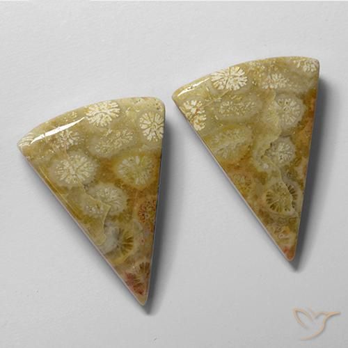 28.61 ctw Multicolor Fossil Coral Stones, Natural Fossil Coral in Trillion Cabochon Shape for Sale