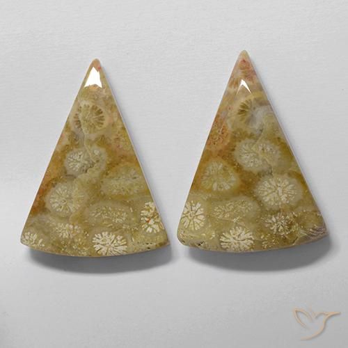 Fossil Coral Gemstones in 25 x 18 mm (calibrated) Size for Sale, Fossil Coral Stones in Multicolor Color