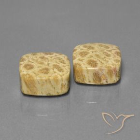 26.03 ctw Multicolor Fossil Coral Stones, Natural Fossil Coral in Cushion Cabochon Shape for Sale