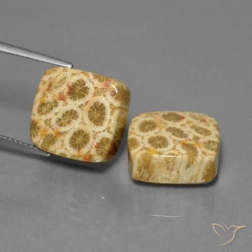 24.04 ct Cushion Fossil Coral, 13.9 x 13.4 mm From Indonesia, Photo A