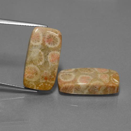 Multicolor Fossil Coral Gem - 11.8ct Cushion Cabochon (ID: 450152)