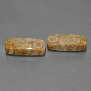 23.56 ctw Multicolor Fossil Coral Stones, Natural Fossil Coral in Cushion Cabochon Shape for Sale