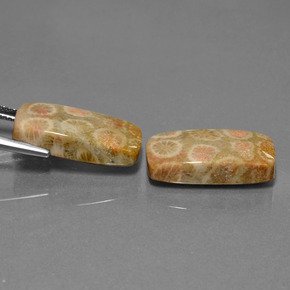 Fossil Coral Gemstones in 20.4 x 10.5 mm Size for Sale, Fossil Coral Stones in Multicolor Color