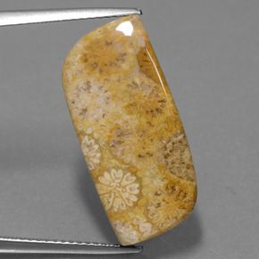 13.97 ct Multicolor Fossil Coral Gemstone, Fossil Coral Gem in Fancy Cabochon Shape for Sale.
