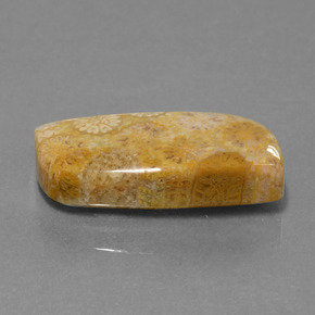 13.97 ct Multicolor Fossil Coral Stone, Natural Fossil Coral in Fancy Cabochon Shape for Sale