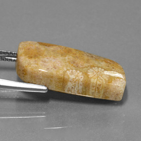 Fossil Coral Gemstone in 22.9 x 10.7 mm Size for Sale, Fossil Coral Stone in Multicolor Color