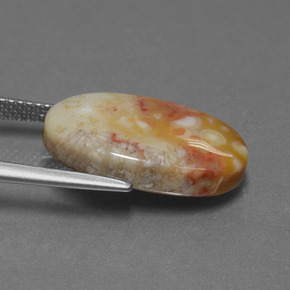 Fossil Coral Gemstone in 19.1 x 10.9 mm Size for Sale, Fossil Coral Stone in Multicolor Color