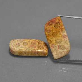8.7ct Fancy Cabochon Multicolor Fossil Coral for sale thumb image of 8.7ct Fancy Cabochon Multicolor Fossil Coral (ID: 454623)
