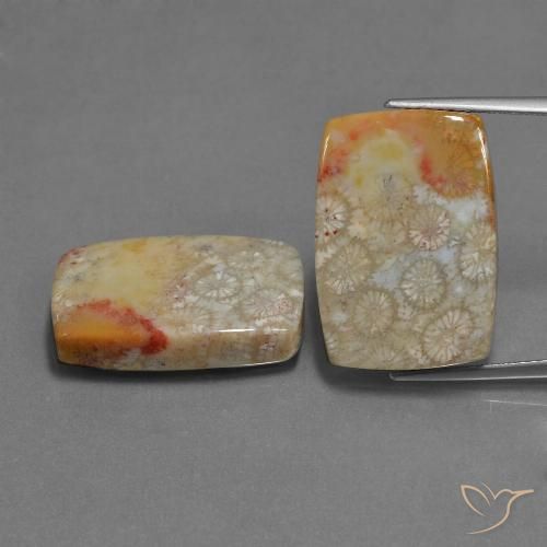 29.41 ct Cushion Fossil Coral, 20.1 x 14.1 mm From Indonesia, Photo A