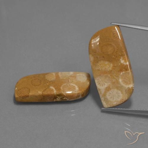 24.41 ct Fancy Fossil Coral, 24 x 11.9 mm From Indonesia, Photo A