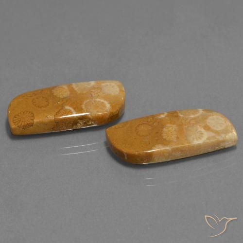 24.41 ctw Multicolor Fossil Coral Stones, Natural Fossil Coral in Fancy Cabochon Shape for Sale