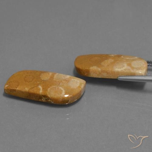 Fossil Coral Gemstones in 24 x 11.9 mm Size for Sale, Fossil Coral Stones in Multicolor Color