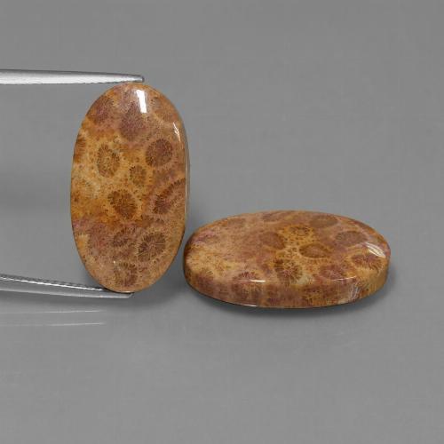 Multicolor Fossil Coral Gem - 12.3ct Oval Cabochon (ID: 454672)