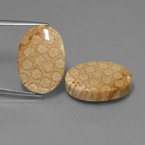 Многоцветный Ископаемый Коралл Камень - 15.2ct Овал Кабошон (ID: 454676)