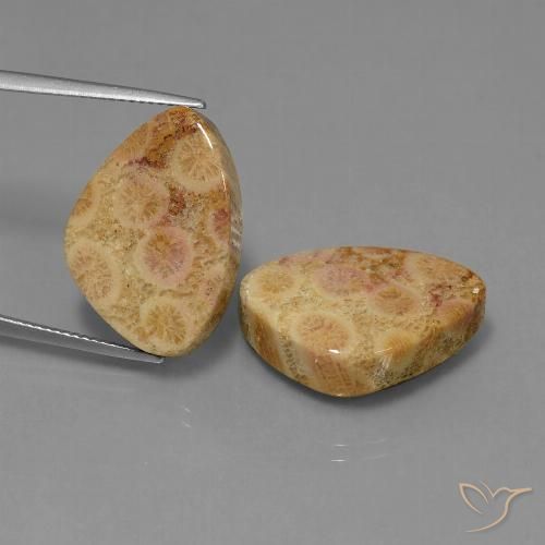 31.65 ct Trillion Fossil Coral, 21.7 x 15.1 mm From Indonesia, Photo A