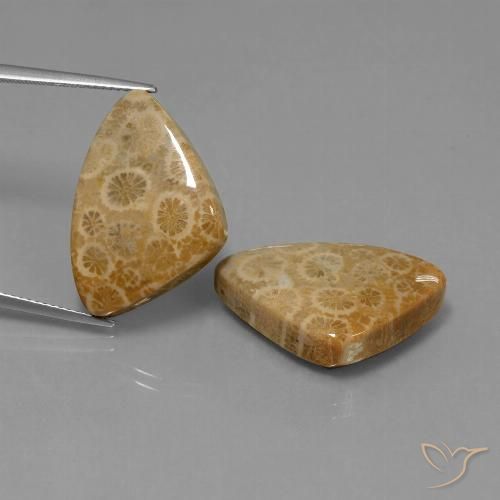 34.00ctw Natural Multicolor Fossil Coral, Trillion, Opaque