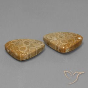 34.00 ctw Multicolor Fossil Coral Stones, Natural Fossil Coral in Trillion Cabochon Shape for Sale