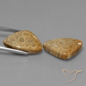 Fossil Coral Gemstones in 24.2 x 16 mm Size for Sale, Fossil Coral Stones in Multicolor Color