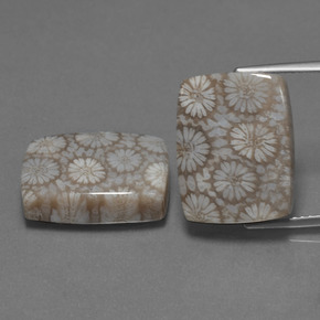 24.10 ct Multicolor Fossil Coral Gemstone, Fossil Coral Gem in Cushion Cabochon Shape for Sale.