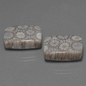 24.10 ct Multicolor Fossil Coral Stone, Natural Fossil Coral in Cushion Cabochon Shape for Sale