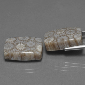 Fossil Coral Gemstone in 16.6 x 12.6 mm Size for Sale, Fossil Coral Stone in Multicolor Color