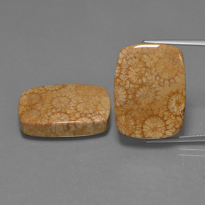 39.06 ct Multicolor Fossil Coral Gemstone, Fossil Coral Gem in Cushion Cabochon Shape for Sale.