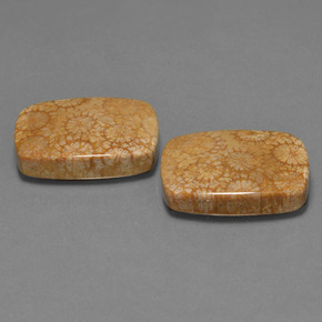 39.06 ct Multicolor Fossil Coral Stone, Natural Fossil Coral in Cushion Cabochon Shape for Sale