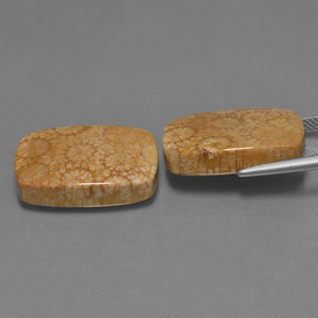 Fossil Coral Gemstone in 21.5 x 16.2 mm Size for Sale, Fossil Coral Stone in Multicolor Color