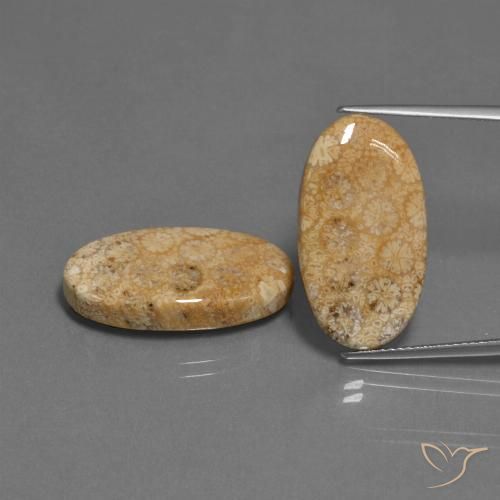 24.86 ct Oval Fossil Coral, 23.4 x 12.7 mm From Indonesia, Photo A