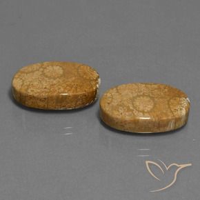 24.46 ctw Multicolor Fossil Coral Stones, Natural Fossil Coral in Oval Cabochon Shape for Sale