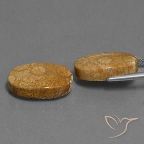 Fossil Coral Gemstones in 19.5 x 12 mm Size for Sale, Fossil Coral Stones in Multicolor Color