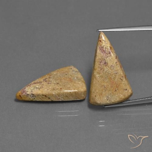 16.43ctw Natural Multicolor Fossil Coral, Trillion, Opaque